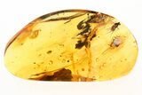 Detailed Fossil Spider and Dagger Fly in Baltic Amber #275418-1